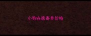 小狗在家寄养价格