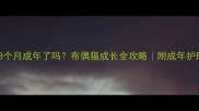 布偶猫8个月成年了吗布偶猫成长全攻略附成年护理指南