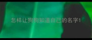 怎样让狗狗知道自己的名字