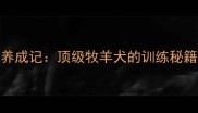 CKU冠军边牧养成记顶级牧羊犬的训练秘籍与养护指南