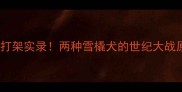 萨摩耶VS哈士奇打架实录两种雪橇犬的世纪大战原因及应对指南