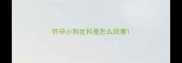 怀孕小狗发抖是怎么回事
