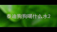 泰迪狗狗喝什么水