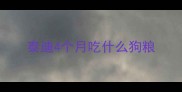 泰迪4个月吃什么狗粮