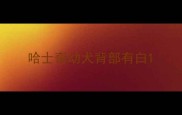 哈士奇幼犬背部有白