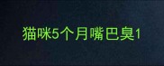 猫咪5个月嘴巴臭