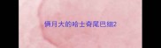 俩月大的哈士奇尾巴细