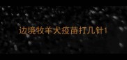 边境牧羊犬疫苗打几针