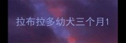 拉布拉多幼犬三个月