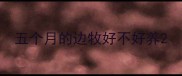 五个月的边牧好不好养