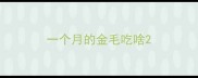 一个月的金毛吃啥