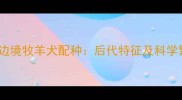 哈士奇与边境牧羊犬配种后代特征及科学繁殖指南