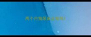 两个月狗尿床正常吗