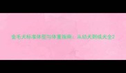 金毛犬标准体型与体重指南从幼犬到成犬全