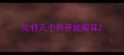 比特几个月开始剪耳