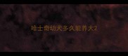 哈士奇幼犬多久能养大