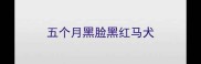 五个月黑脸黑红马犬