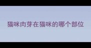 猫咪肉芽在猫咪的哪个部位