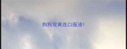 狗狗双黄连口服液