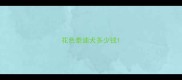 花色泰迪犬多少钱