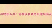 狗狗误食异物怎么办宠物误食紧急处理指南及兽医建议