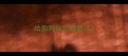 给狗狗做的鲫鱼汤