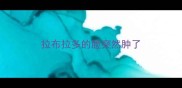 拉布拉多的脸突然肿了