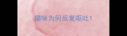 猫咪为何反复呕吐