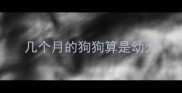 几个月的狗狗算是幼犬