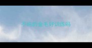 不纯的金毛好训练吗