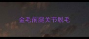 金毛前腿关节脱毛