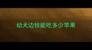 幼犬边牧能吃多少苹果