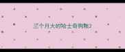 三个月大的哈士奇狗粮