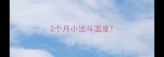 2个月小法斗温度