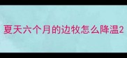 夏天六个月的边牧怎么降温