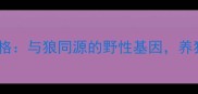 哈士奇性格与狼同源的野性基因养狗必看