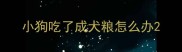 小狗吃了成犬粮怎么办