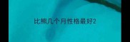 比熊几个月性格最好