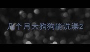 几个月大狗狗能洗澡