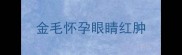 金毛怀孕眼睛红肿