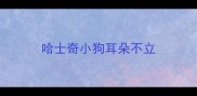哈士奇小狗耳朵不立