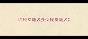 纯种泰迪犬多少钱泰迪犬