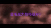 金毛越大性格越好