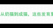 缅因猫成长全记录从奶猫到成猫这些发育里程碑你需要知道