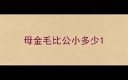 母金毛比公小多少