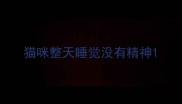 猫咪整天睡觉没有精神