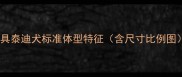 玩具泰迪犬标准体型特征含尺寸比例图