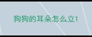 狗狗的耳朵怎么立