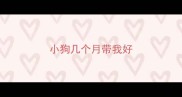 小狗几个月带我好