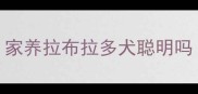 家养拉布拉多犬聪明吗